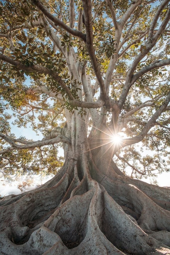 Green-leafed Tree