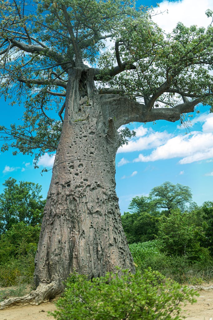 Baobab Tree in Summer