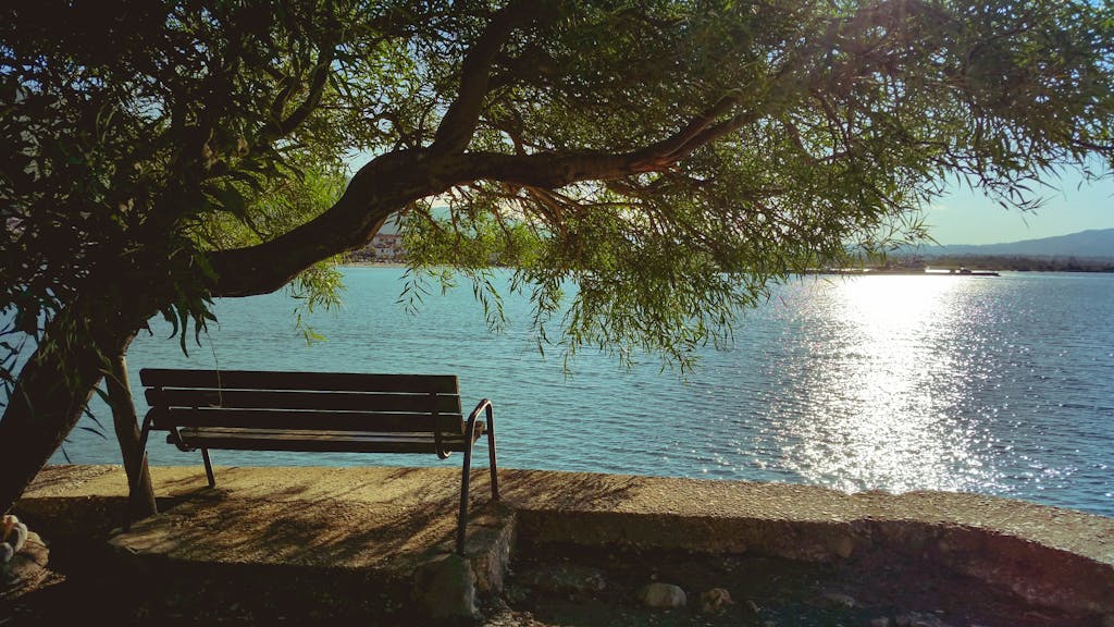 Bench Under Tree during Day Beside Body of Water