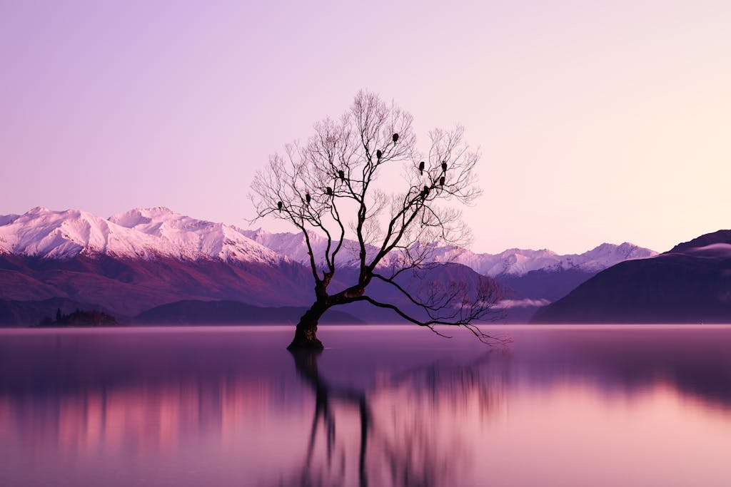 Black Withered Tree Surounded by Body of Water