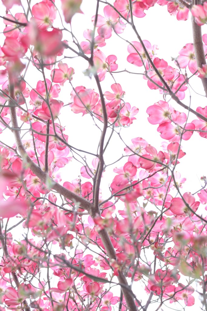 Cherry Blossom Tree