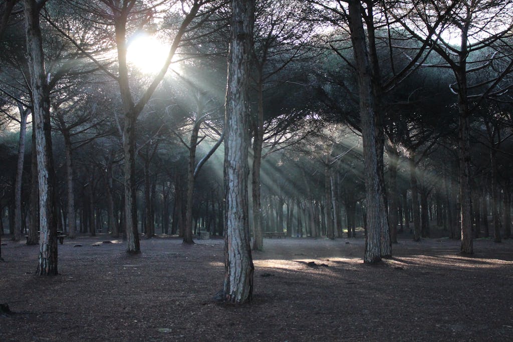 Grayscale Photo of Trees