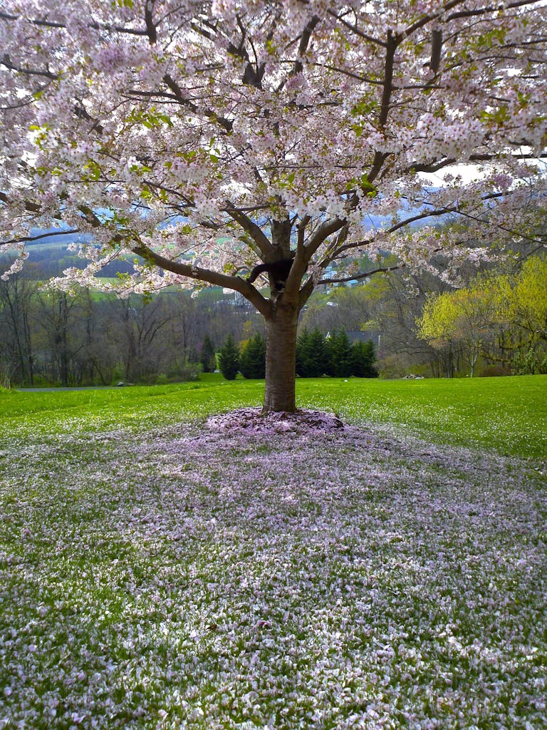 Green and Pink Leaf Tree in Green Grass Open Field during Day Time