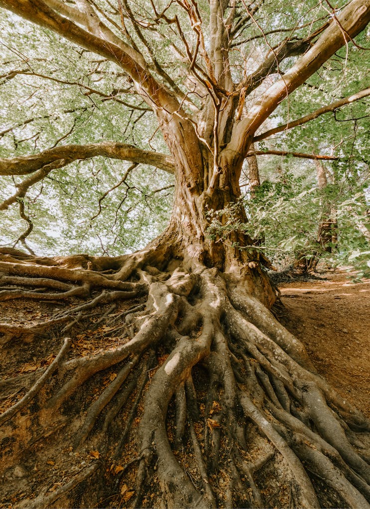 Photo Of Old Tree