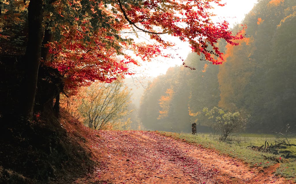 Red Leafed Tree Near Green Grass