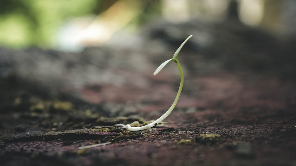 Shallow Focus of Sprout