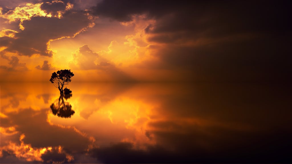 Silhouette of a Tree during Sunset