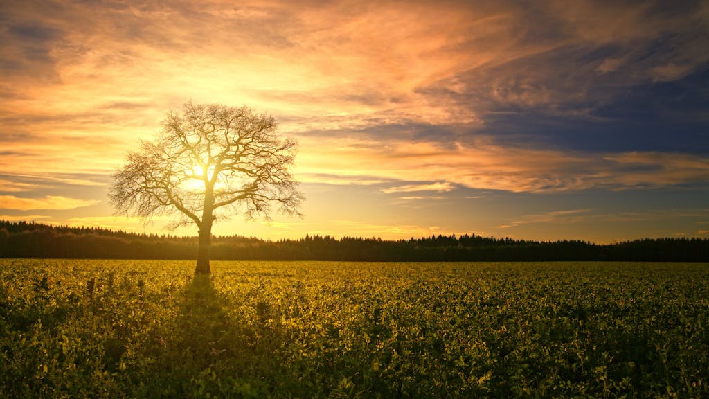 Silhouette Of Tree