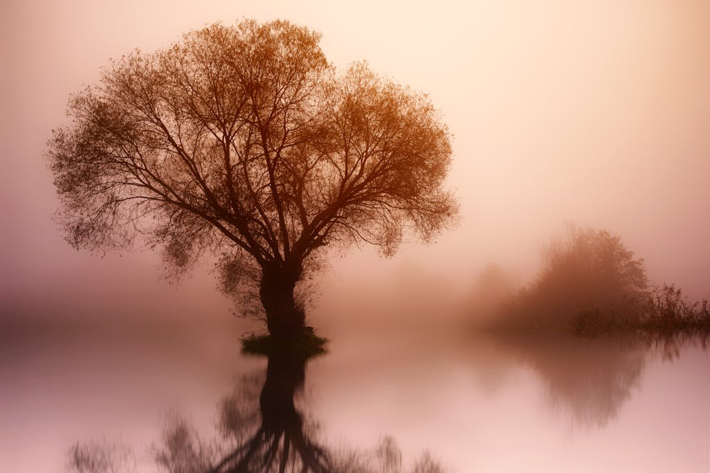 Silhouette Photo Of Tree