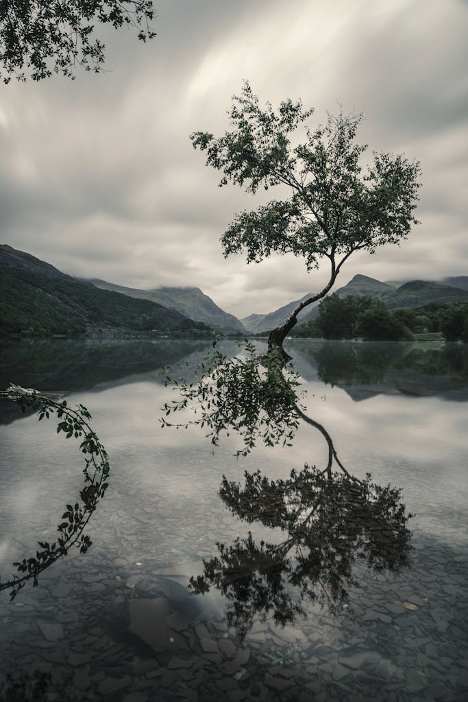 Tree With Reflection on Body of Water