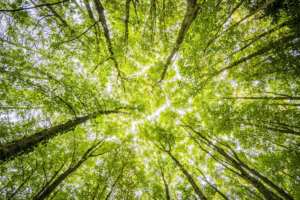 Worms Eyeview of Green Trees