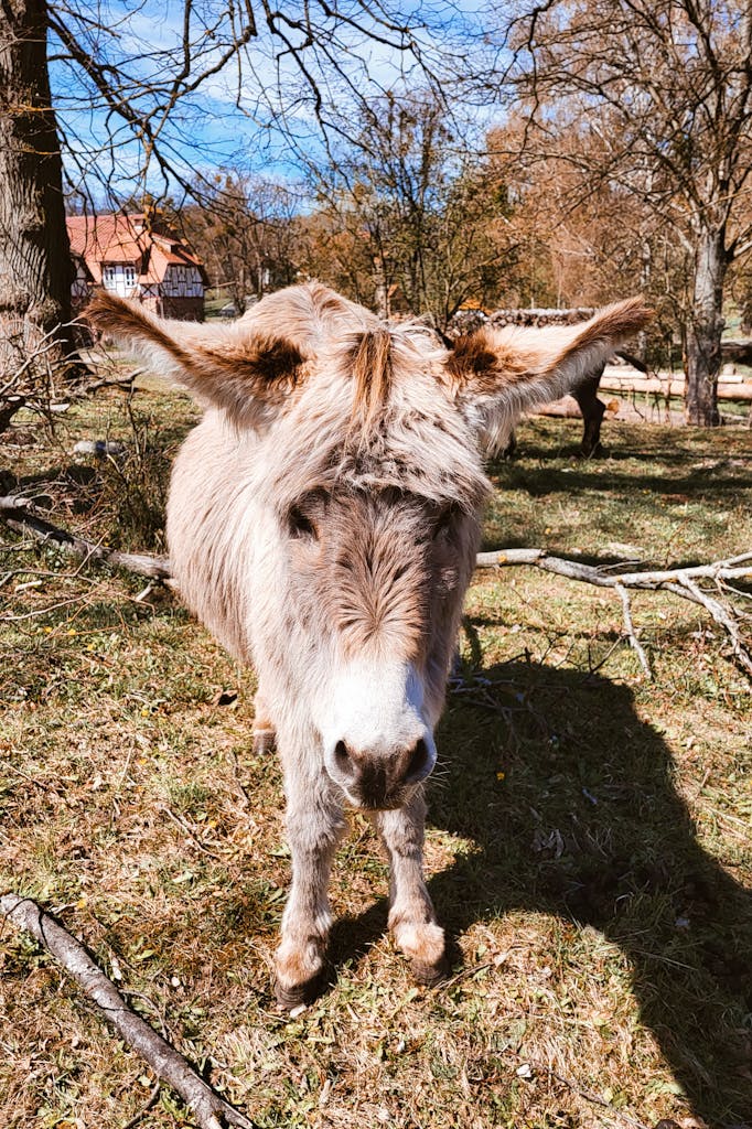 Adorable Donkey in Rustic Outdoor Setting