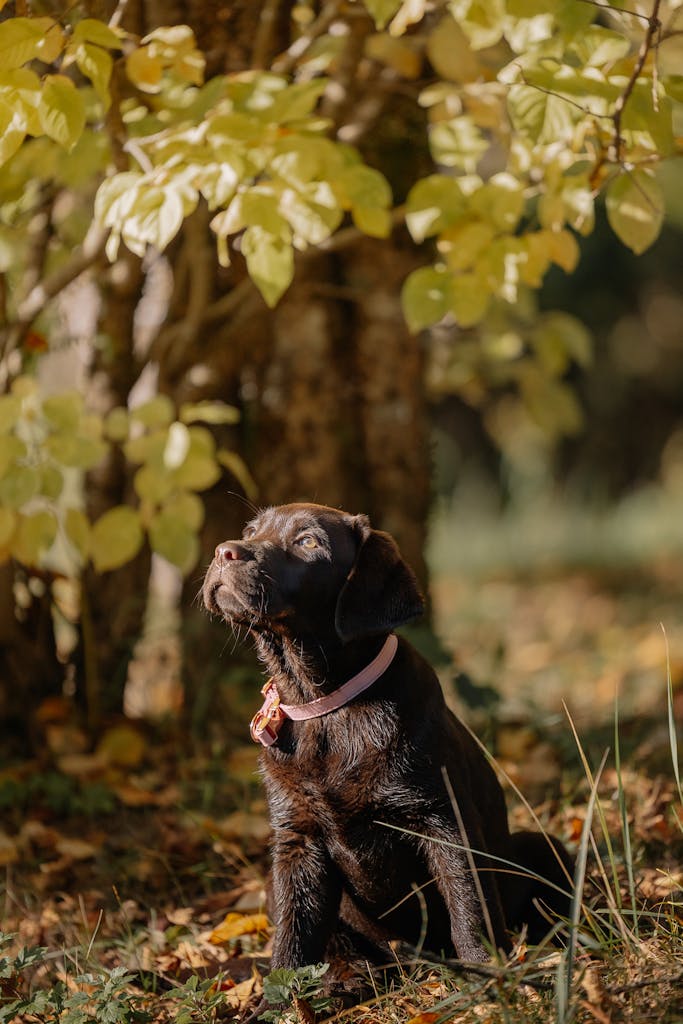 Chocolate Labrador Puppy in Sunlit Autumn Forest